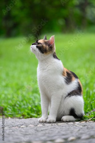 Cat sitting on the ground in the park