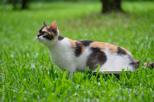 The Cat on the Grass
