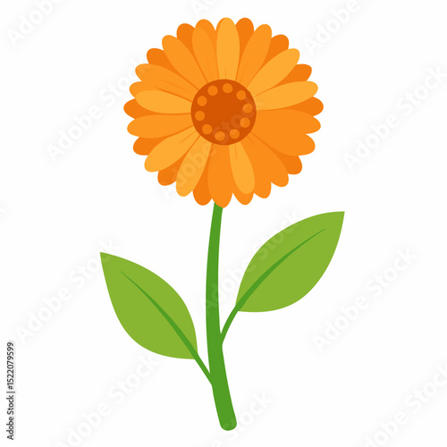 Beautiful yellow calendula with green leaves. Yellow flower isolated on white.