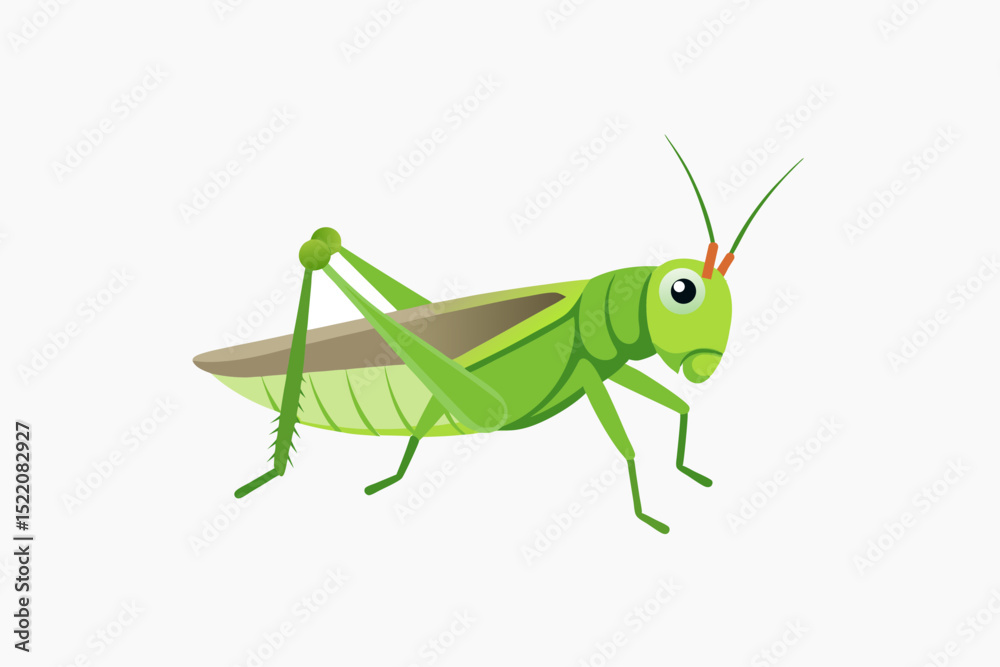 grasshopper on a white background grasshopper on a white background