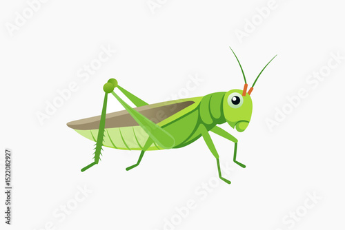 grasshopper on a white background