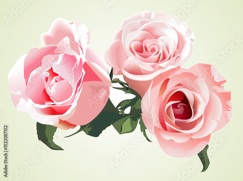 Three Beautiful Pink Roses with Green Leaves