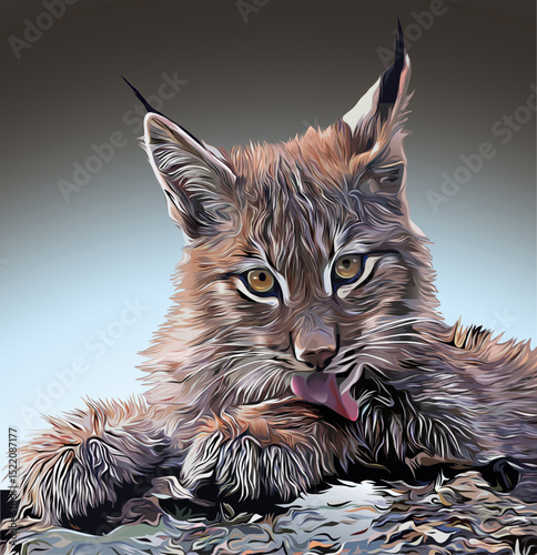 Close-up of a Lynx Licking its Paw with Intense Gaze
