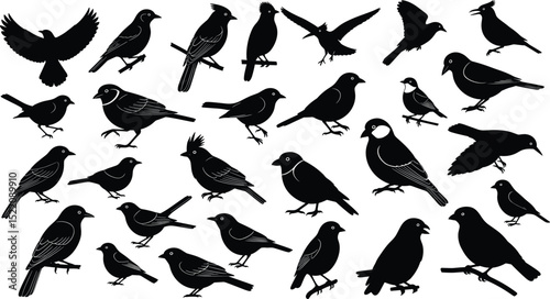 Set of black bird silhouettes. Vector elements for design.
