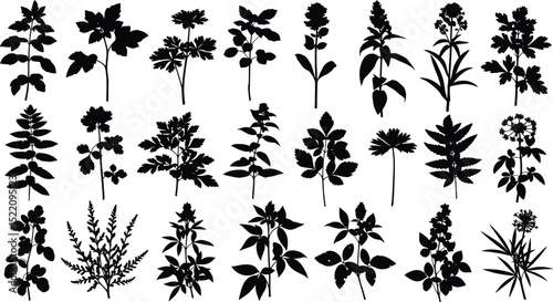 plant and floral illustration for romatic decoration or stock of wedding print, flower vector bundle