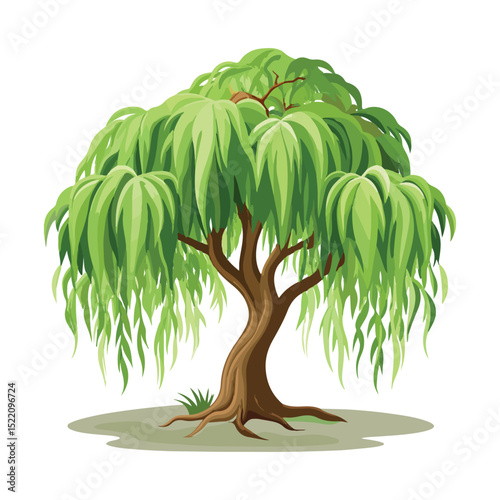A weeping willow tree illustration with lush green leaves and a thick brown trunk - Vector Willow Tree.