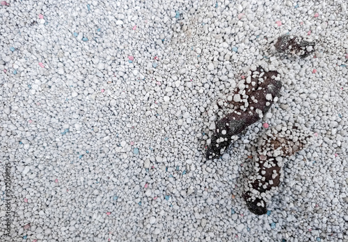 cat poop or feces and cat urine, which is in the cat litter box photo