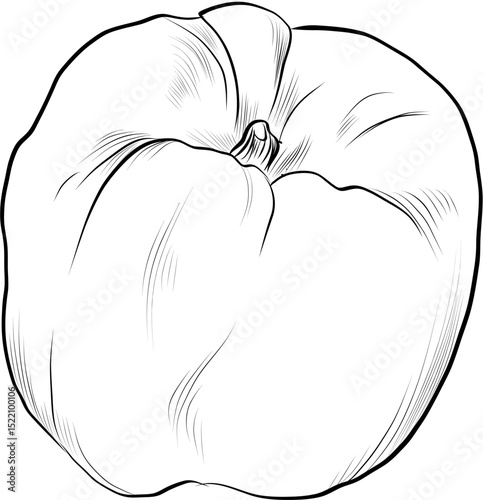 One quince fruit with curved shape hand drawn illustration vector