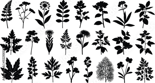 plant and floral illustration for romatic decoration or stock of wedding print, flower vector bundle