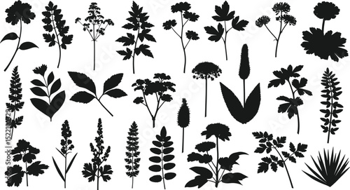 plant and floral illustration for romatic decoration or stock of wedding print, flower vector bundle