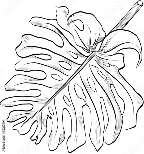 Monstera leaf top view botanical outline vector