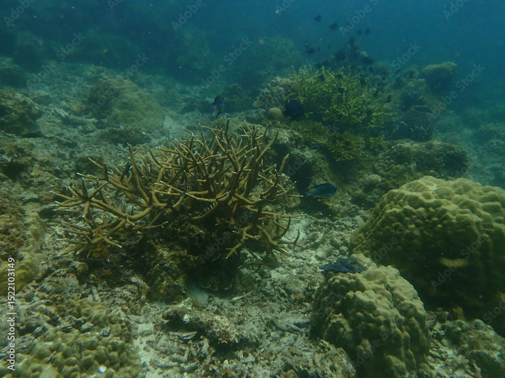 Naklejka premium Coral found at coral reef area in Lang Tengah Island, Malaysia