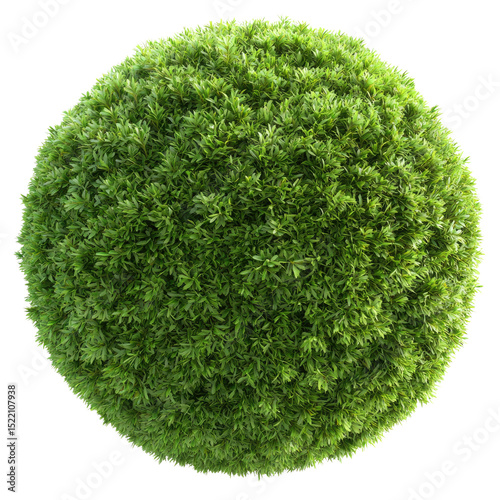Lush Green Sphere of Dense Foliage for Natural Aesthetic Design