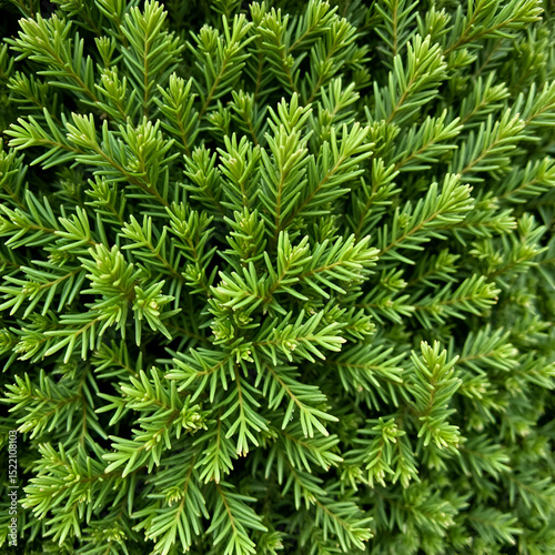 Natural background of green thuja hedge. Green hedge thuja (cypress, juniper) Leaves texture. High quality photo