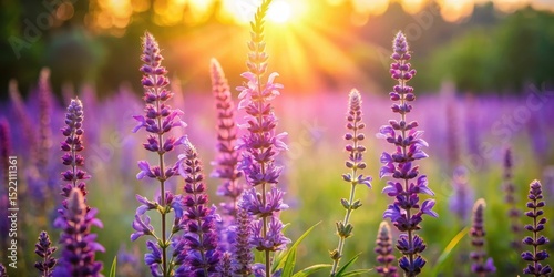 A delicate purple salvia flower blooms in a lush meadow amidst tall grasses and wildflowers