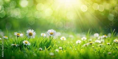Green grass background with a few scattered flowers