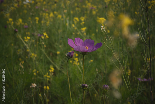  Cosmos, pink flower, natural garden, close up
