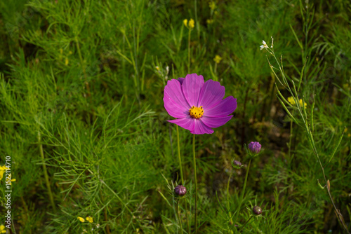  Cosmos, pink flower, natural garden, close up