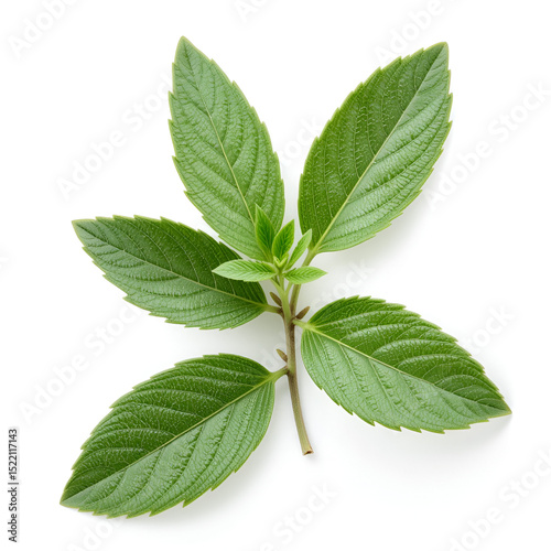 Sage leaves isolated on white background cutout. Close up studio shot of fresh green sage herb leaves isolated on white background.