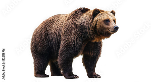 Brown bear standing against a black background in a studio environment