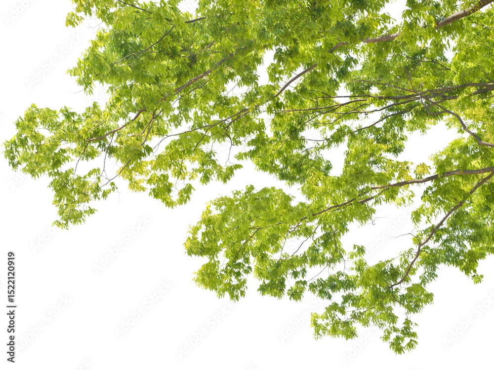 Obraz premium 前景のケヤキ