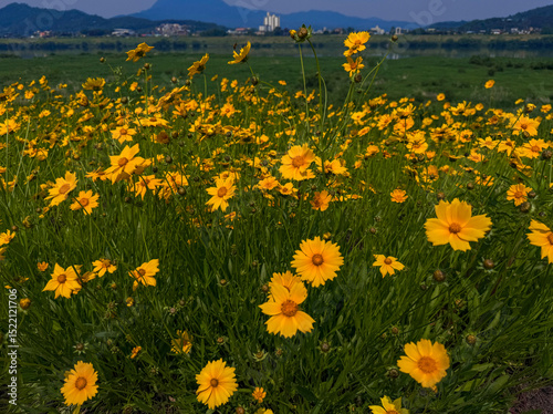 Yellow cosmos, flower field, riverside scenery