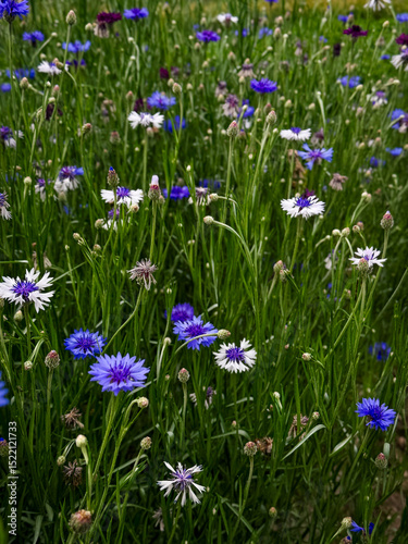 Cornflower, purple, white flower, garden