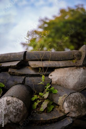 Weeds growing on an old tile roof, close up