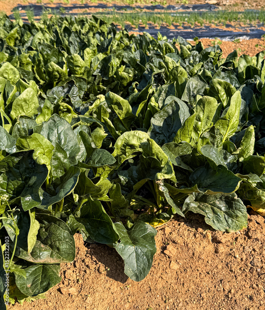 Naklejka premium Spinach, green vegetables, growing in the garden
