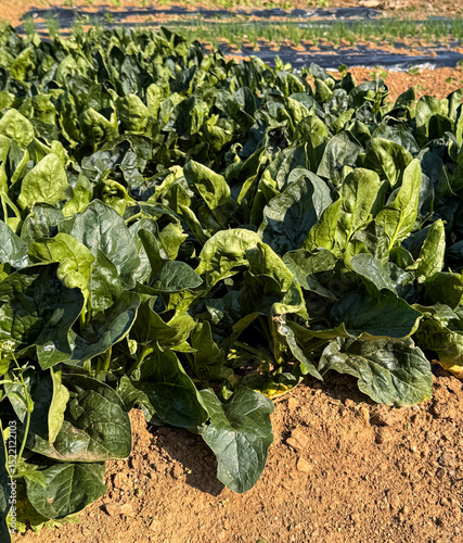 Spinach, green vegetables, growing in the garden
