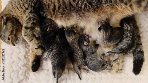 Baby kittens newborn and cat on beige blanket.Mother and children domestic cats. Cat feeds kittens. 