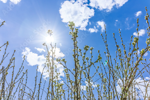 spring rose hips, dog-rose with fresh young foliage, leaves have just blossomed, against the background of a blue spring sky
