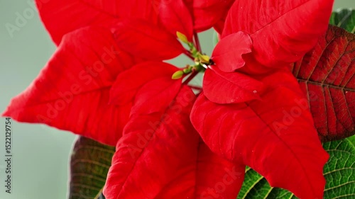 Red Poinsettia Flowers on a green background.Christmas star flower. Christmas wallpaper with poinsettia flowers.Festive symbolic Christmas flowers. 4k footage