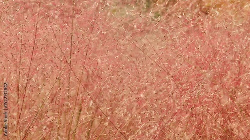 muhlenbergia capillaris pink cloud. Pink Cloud Muhly Grass.Pink ornamental grass in landscape design.airy pink flower background.Beautiful garden cereals for mixed borders.