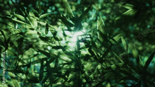 夏・初夏　風に揺れる太陽の光を浴びて木漏れ日を透かしキラキラ輝く竹林の竹笹の葉のスローモーション　美しい日本の庭園・自然の季節の背景　アウトドア・七夕・旅行・観光の風景
