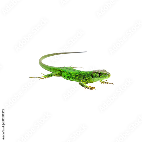 Realistic green lizard crawling forward with a focused gaze, ideal for reptile or wildlife themes.