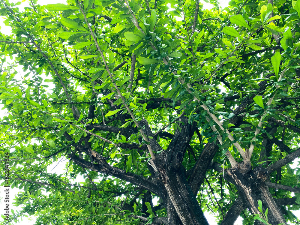 Fototapeta premium Lush Green Tree Canopy with Bright Leaves Against Clear Sky Background
