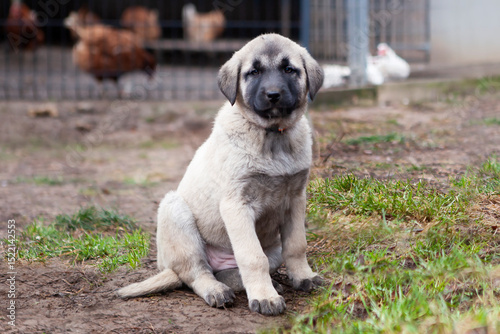 Portrait of a Kangal puppy showing all the qualities of an elite breed.