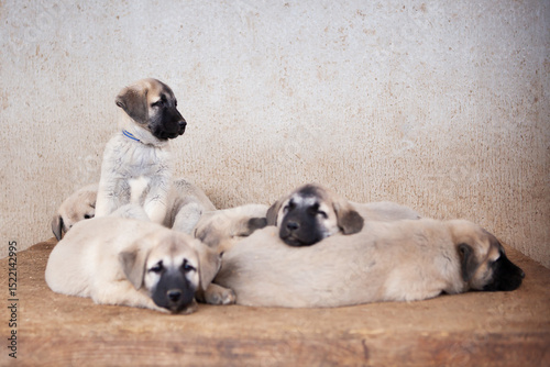 Portrait of a Kangal puppy showing all the qualities of an elite breed.