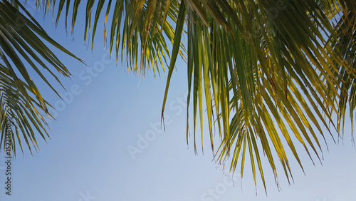 Skyward Gaze: A serene, sun-drenched photograph showcases the delicate details of palm fronds against a backdrop of a vibrant blue sky, embodying a sense of peace and warmth.