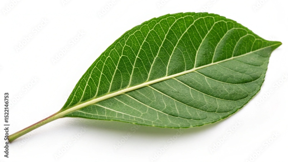 Fototapeta premium green leaf isolated on white