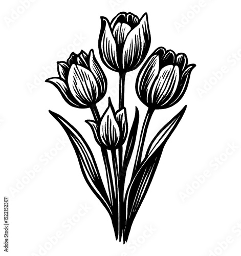 Black and white engraving of a tulip flower bouquet with leaves and blossom. Line art.