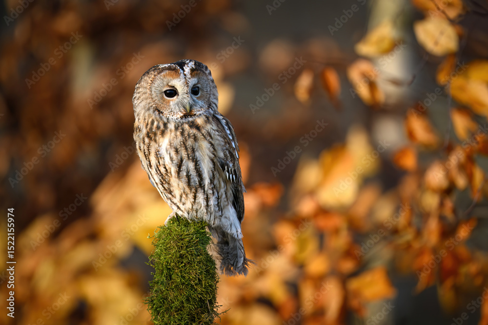 Fototapeta premium Tawny owl ( Strix aluco ) sitiing in the forest