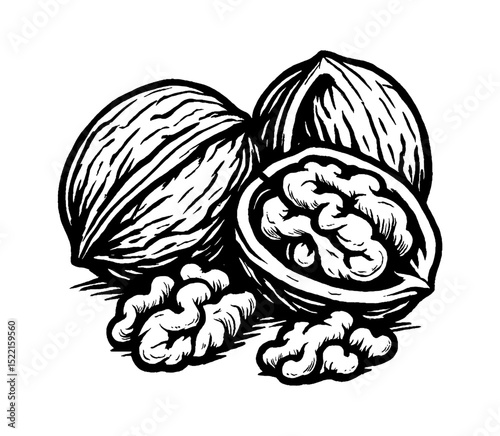 Illustration of Walnuts with Shells and Kernels in Black and White Engraved Style