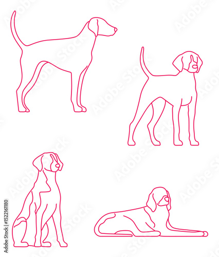  Dogs American Foxhound