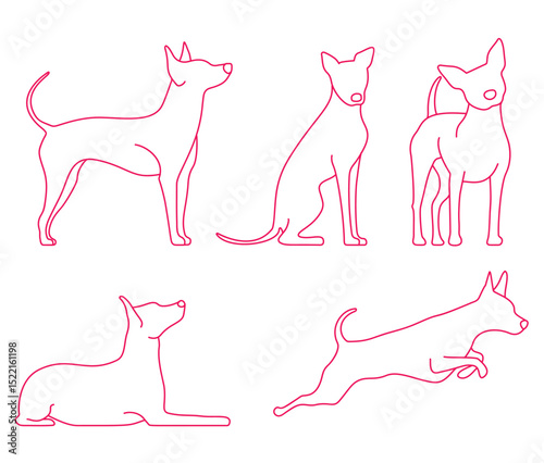  Dogs American Hairless Terrier.