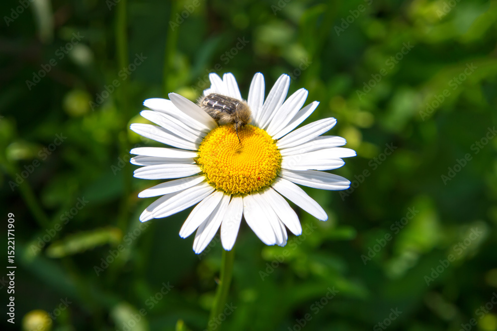 Insect beetle on a chamomile flower close-up. A scene from wild wildlife. Insect beetle on a chamomile flower close-up. A scene from wild wildlife.