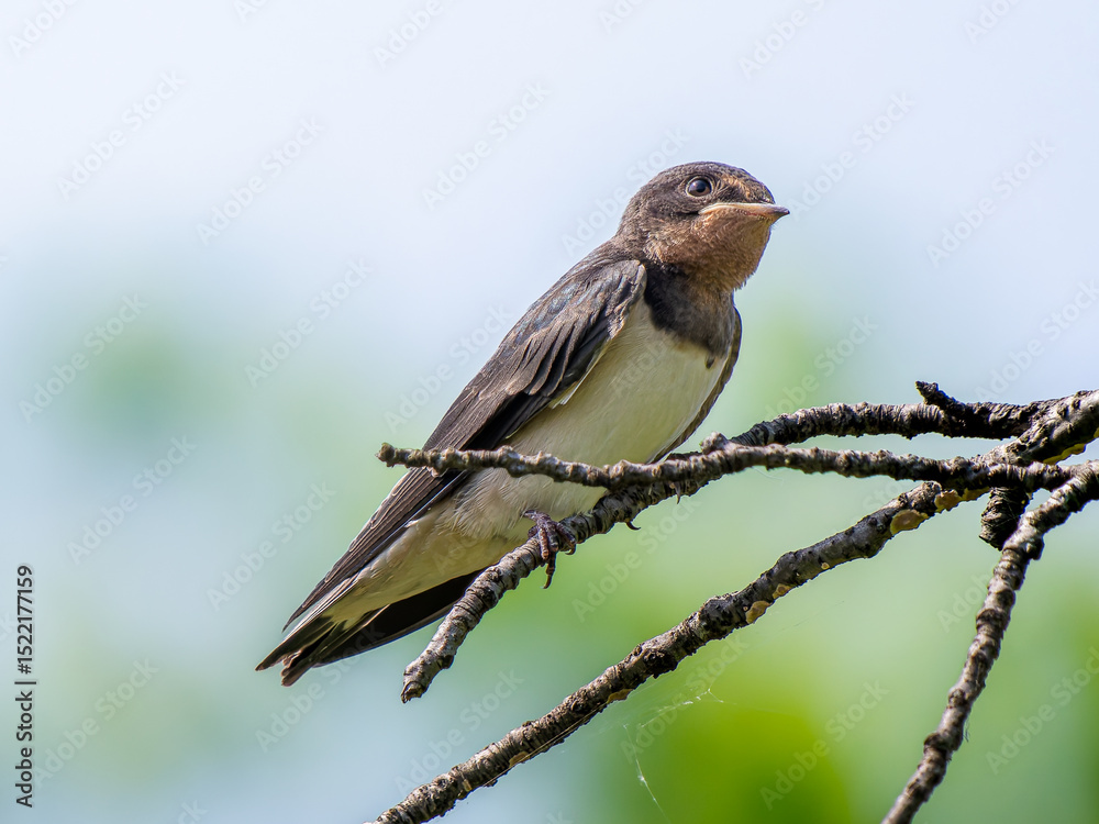Fototapeta premium 枝にとまるツバメ