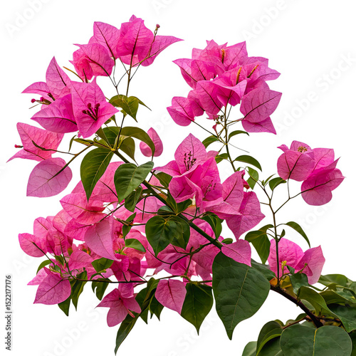 Pink Bougainvillea Spectabilis Flowers Blooming, Isolated on Transparent Background
