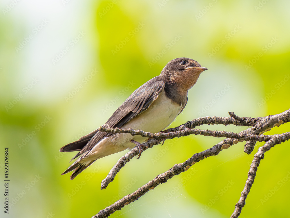 Fototapeta premium 枝にとまるツバメ